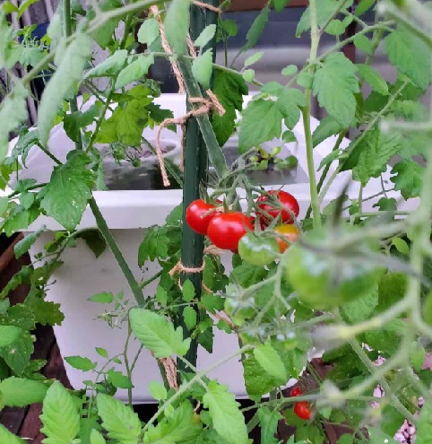 夏野菜 キャスト住建株式会社